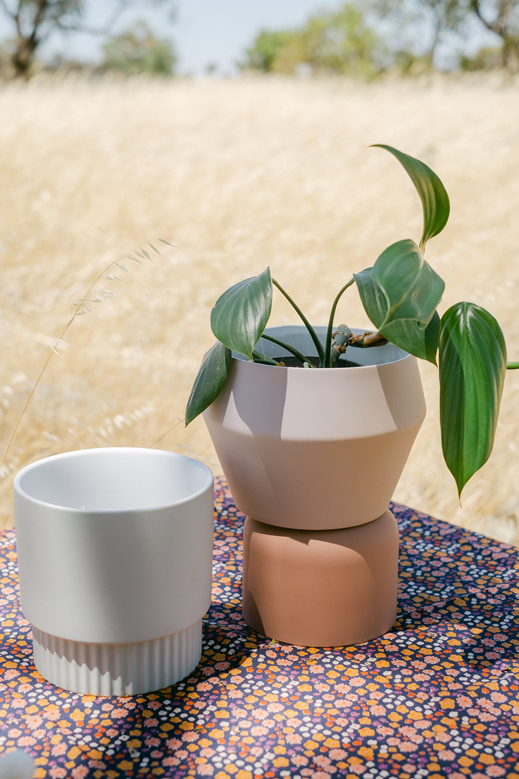 Botanical