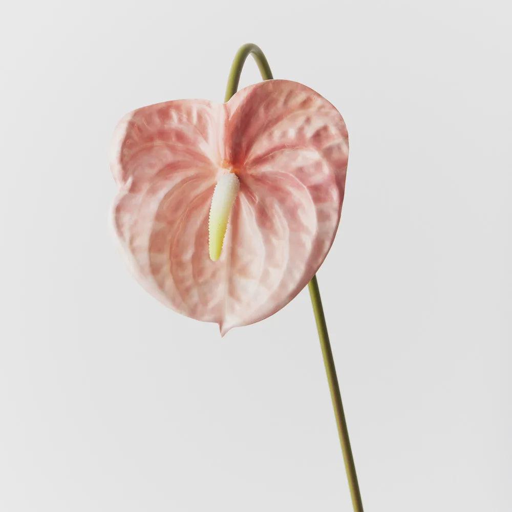anthurium stem Anthurium Stem – Lot 39 Store & Cafe