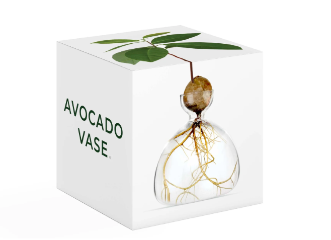 Avocado Vase - Clear-June Edit-Lot 39 Store & Cafe
