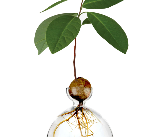 Avocado Vase - Clear-June Edit-Lot 39 Store & Cafe