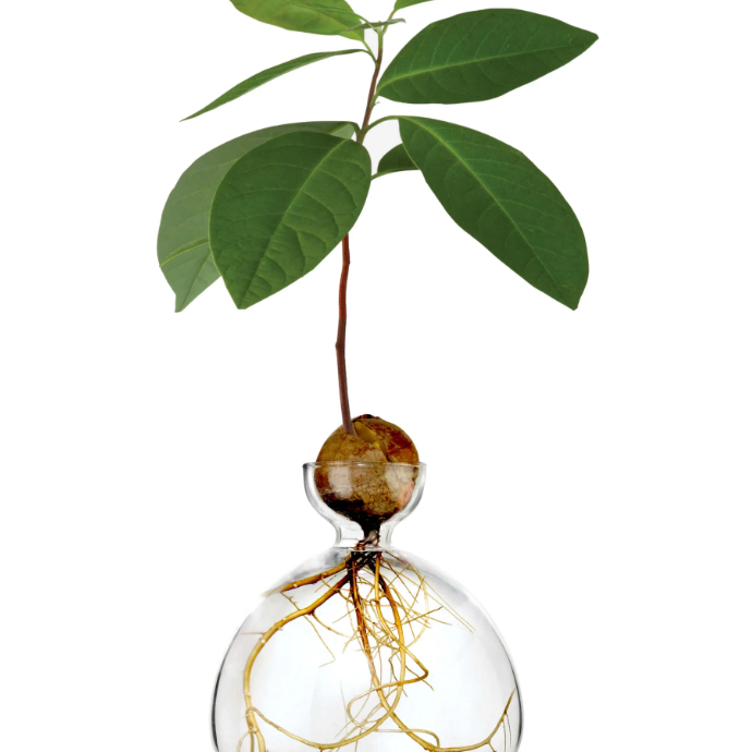 Avocado Vase - Clear-June Edit-Lot 39 Store & Cafe