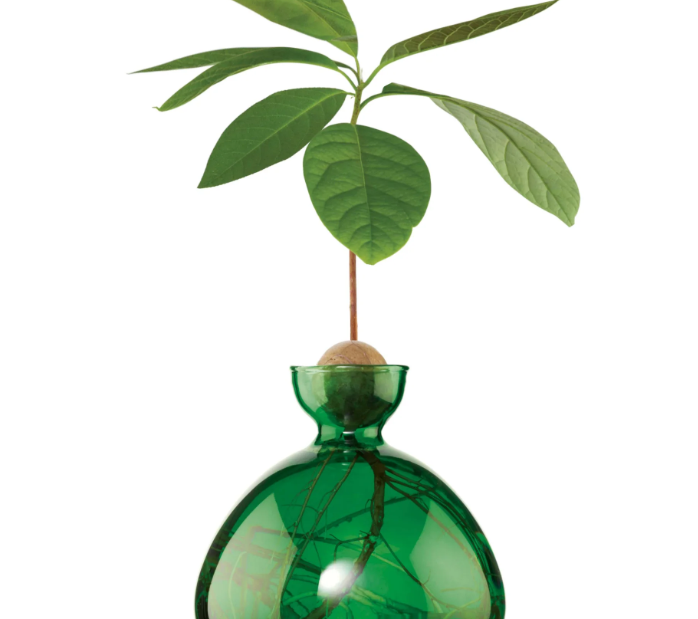Avocado Vase - Emerald Green-June Edit-Lot 39 Store & Cafe