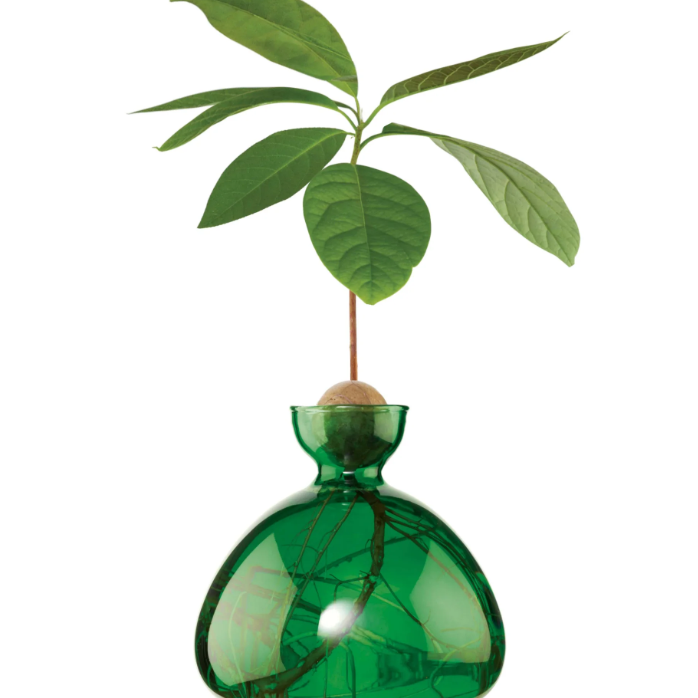 Avocado Vase - Emerald Green-June Edit-Lot 39 Store & Cafe