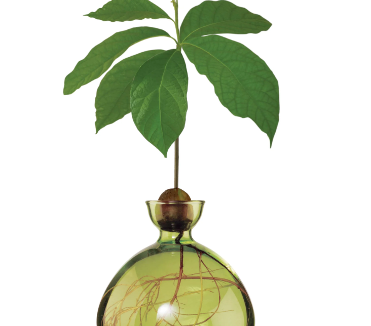 Avocado Vase - Grass Green-June Edit-Lot 39 Store & Cafe