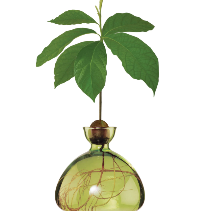 Avocado Vase - Grass Green-June Edit-Lot 39 Store & Cafe