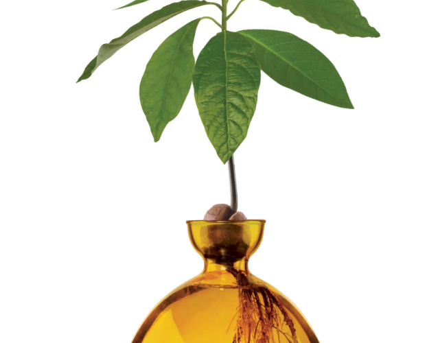 Avocado Vase - Mellow Yellow-June Edit-Lot 39 Store & Cafe