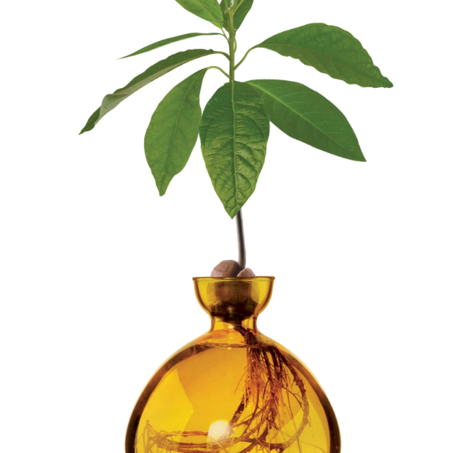Avocado Vase - Mellow Yellow-June Edit-Lot 39 Store & Cafe