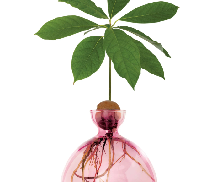 Avocado Vase - Rose Pink-June Edit-Lot 39 Store & Cafe