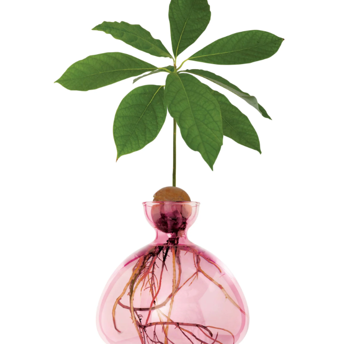 Avocado Vase - Rose Pink-June Edit-Lot 39 Store & Cafe